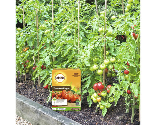 Solabiol Tomatendünger in einer Packung vor einem Tomatenbeet mit Pflanzen an Stäben in einem Garten.