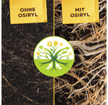 Vergleichsbild Wurzelwachstum mit und ohne Osiryl Wurzelaktivator.