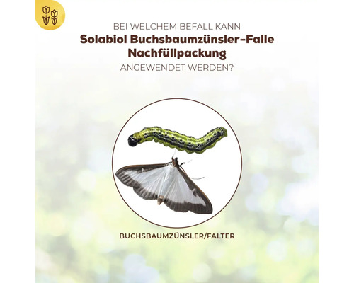 Informationstafel zur Anwendung der Solabiol Buchsbaumzuensler Falle mit Abbildung der Raupe und des Falters des Buchsbaumzuenslers