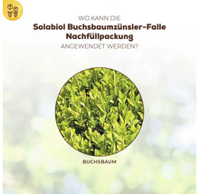 Infografik zeigt Anwendungsbereich der Solabiol Buchsbaumzünsler Falle Nachfüllpackung an einer Buchsbaumpflanze.