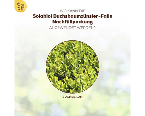 Infografik zeigt Anwendungsbereich der Solabiol Buchsbaumzünsler Falle Nachfüllpackung an einer Buchsbaumpflanze.