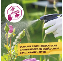 Person mit Handschuhen besprüht Rosen mit einem Mittel zur mechanischen Barriere gegen Schädlinge und Pilzkrankheiten im Garten.