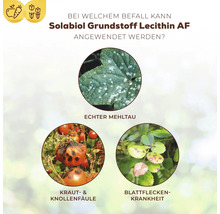 Infografik zur Anwendung von Solabiol Lecithin AF bei Echtem Mehltau, Kraut- und Knollenfäule sowie Blattfleckenkrankheit an Pflanzen.