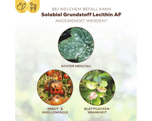 Infografik zur Anwendung von Solabiol Lecithin AF bei Echtem Mehltau, Kraut- und Knollenfäule sowie Blattfleckenkrankheit an Pflanzen.