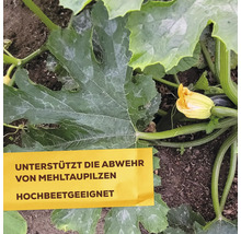 Zucchinipflanze im Garten mit Hinweistext zur Abwehr von Mehltaupilzen und Eignung für Hochbeete.