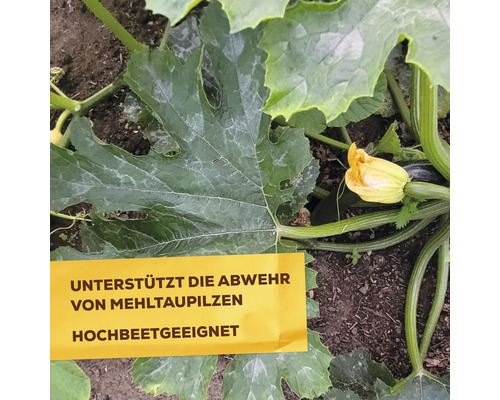 Zucchinipflanze im Garten mit Hinweistext zur Abwehr von Mehltaupilzen und Eignung für Hochbeete.