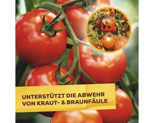 Gesunde Tomatenpflanze im Kontrast zu einer mit Kraut und Braunfäule befallenen Tomate zur Veranschaulichung der pflanzlichen Abwehrstärkung.