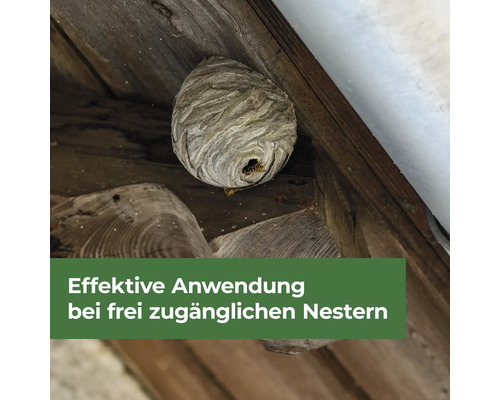 Wespenwabe an einer Holzkonstruktion mit dem Text Effektive Anwendung bei frei zugänglichen Nestern