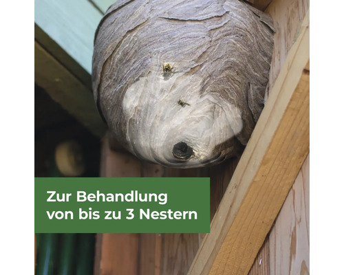 Wespennest unter einem Dachvorsprung mit herumfliegenden Wespen, Textoverlay weist auf Behandlungsmöglichkeit von bis zu 3 Nestern hin