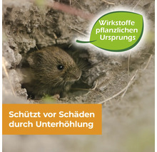 Wühlmaus schaut aus einem Erdbau mit Hinweis auf pflanzliche Wirkstoffe zum Schutz vor Schäden durch Unterhöhlung.