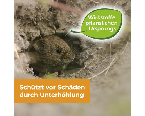 Wühlmaus schaut aus einem Erdbau mit Hinweis auf pflanzliche Wirkstoffe zum Schutz vor Schäden durch Unterhöhlung.
