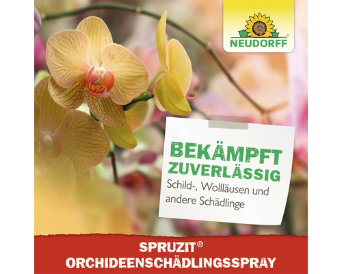 Neudorff Spruzit Orchideenschädlingsspray zur Bekämpfung von Schildlausen und Wolllausen an Orchideen.