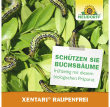 Boxsbaumzünsler Raupen auf Buchsbaumblättern mit einem Neudorff Logo und Werbehinweis für das biologische Produkt Xentari Raupenfrei