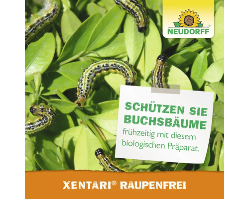 Boxsbaumzünsler Raupen auf Buchsbaumblättern mit einem Neudorff Logo und Werbehinweis für das biologische Produkt Xentari Raupenfrei