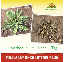 Vorher und Nachher Vergleich von Unkrautbehandlung mit Neudorff Finalsan Unkrautfrei Plus nach einem Tag.
