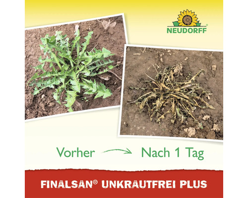 Vorher und Nachher Vergleich von Unkrautbehandlung mit Neudorff Finalsan Unkrautfrei Plus nach einem Tag.