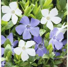 Blühendes Immergrün mit weißen und violetten Blüten im dichten grünen Laub