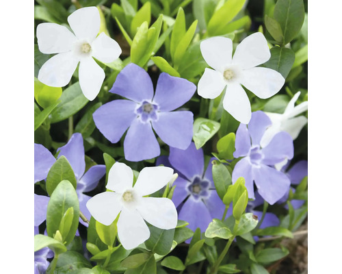 Blühendes Immergrün mit weißen und violetten Blüten im dichten grünen Laub