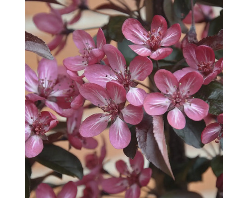 Nahaufnahme der rosa Blüten eines Zierapfelbaums mit dunklem Laub im Frühling.