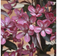 Nahaufnahme der rosa Blüten eines Zierapfelbaums mit dunklem Laub im Frühling.