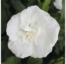 Nahaufnahme einer gefüllten Hibiskus Blüte im Garten.