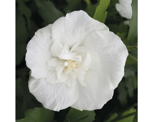 Nahaufnahme einer gefüllten Hibiskus Blüte im Garten.