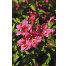 Nahaufnahme einer blühenden Weigelie mit leuchtenden Blüten in einem Garten.