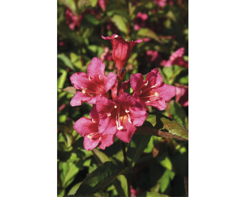 Nahaufnahme einer blühenden Weigelie mit leuchtenden Blüten in einem Garten.