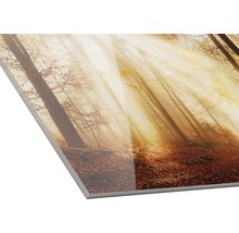 Acrylglasbild mit einem Wald im Herbst und Sonnenstrahlen