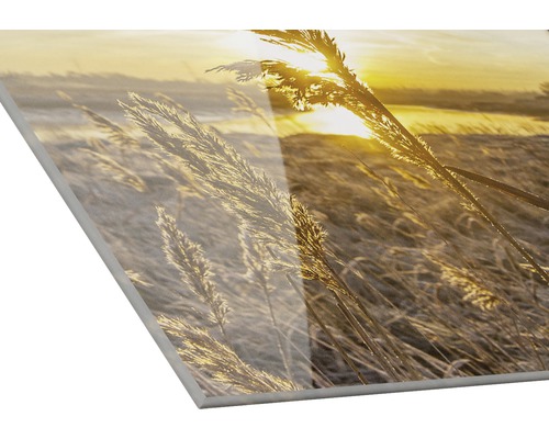 Acrylglasbild mit Schilf im Gegenlicht
