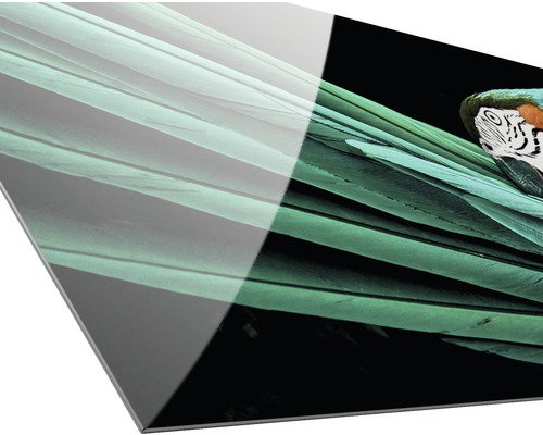 Acrylglasbild mit Ara-Motiv