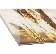 Acrylglasbild mit Gras-Motiv