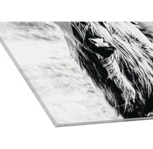 Acrylglasbild eines schottischen Hochlandrindes