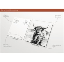 Glasbild Produktbeschreibung: Rückseite mit Aufhängung und Abstandshalter, Vorderseite mit Hochlandrind, glänzende Oberfläche, freischwebende Optik