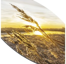 Dekoratives Bild mit Gräsern und Sonnenaufgang