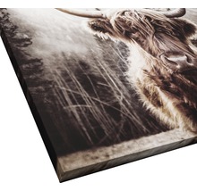 Giclée Leinwandbild Scott Highland Cattle l 100x100