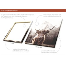 Giclée Leinwandbild Scott Highland Cattle l 100x100