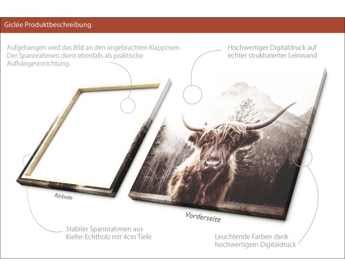 Giclée Kunstdruck auf Leinwand mit Highland Kuh Motiv und Holzrahmen