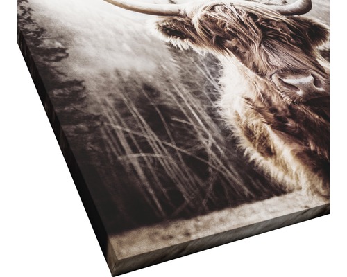 Leinwanddruck eines schottischen Hochlandrindes mit Hörnern