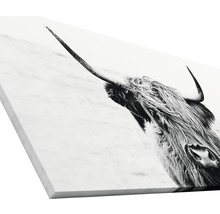 Leinwandbild mit Schwarzweißfotografie eines schottischen Hochlandrindes