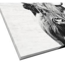 Nahaufnahme eines Highland Rinds auf Leinwand