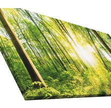 Giclée Leinwandbild Wonderfull forest II 80x160 cm
