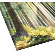 Leinwanddruck mit Waldmotiv und Sonnenlicht