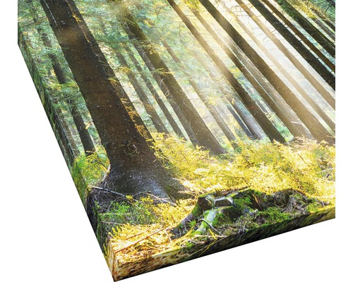 Leinwanddruck mit Waldmotiv und Sonnenlicht