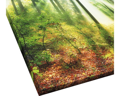 Leinwanddruck mit Waldmotiv