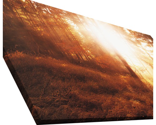 Leinwanddruck mit Waldmotiv und Sonnenlicht