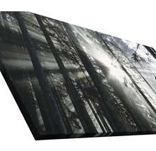 Giclée Leinwandbild Sundrenched Forest IV 80x160 cm