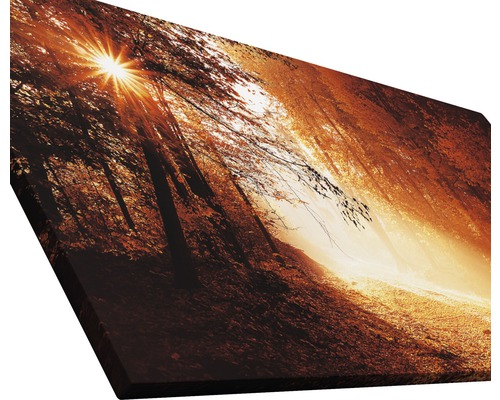 Leinwandbild mit Waldmotiv und Sonnenschein