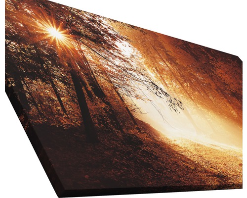 Leinwandbild mit Waldmotiv und Sonnenschein