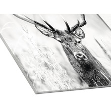 Glasbild Grey Deer Head ll 30x30 cm GLA2150